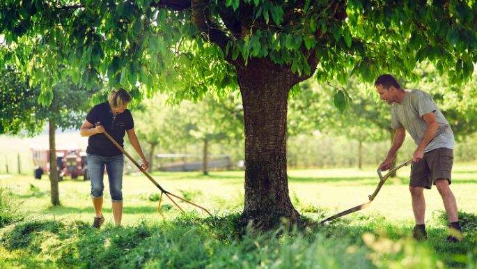 Zwei Bauern mähen Gras mit der Sense. 
